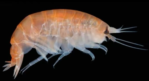 塑料虾的诞生：人类离塑料人还有多远？