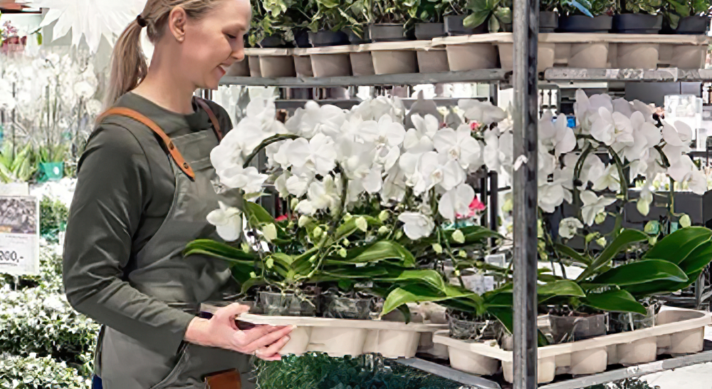 【纸浆模塑应用】挪威最大花卉企业采用纸浆模塑托盘