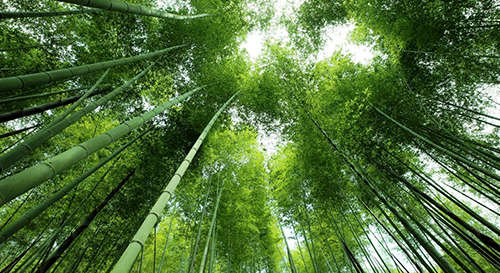 以竹代塑 | 韶关引入多家环保包装企业，要把小竹子做成大产业